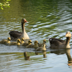Psicologo Niños Ronda